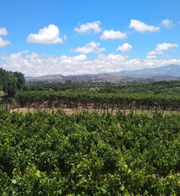 Stylianou wineyard 1