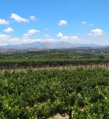 Stylianou wineyard 2